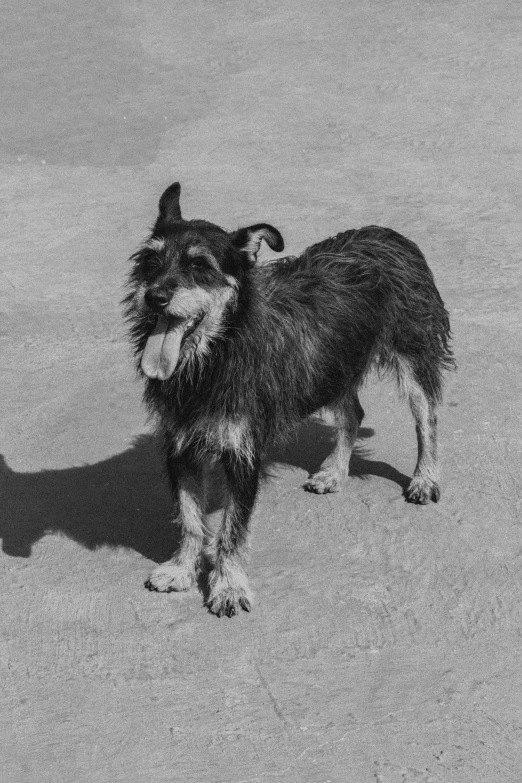 a black and white photo of a small dog, a black and white photo, unsplash, in a square, greyscale 1 9 9 0, grizzled, australian