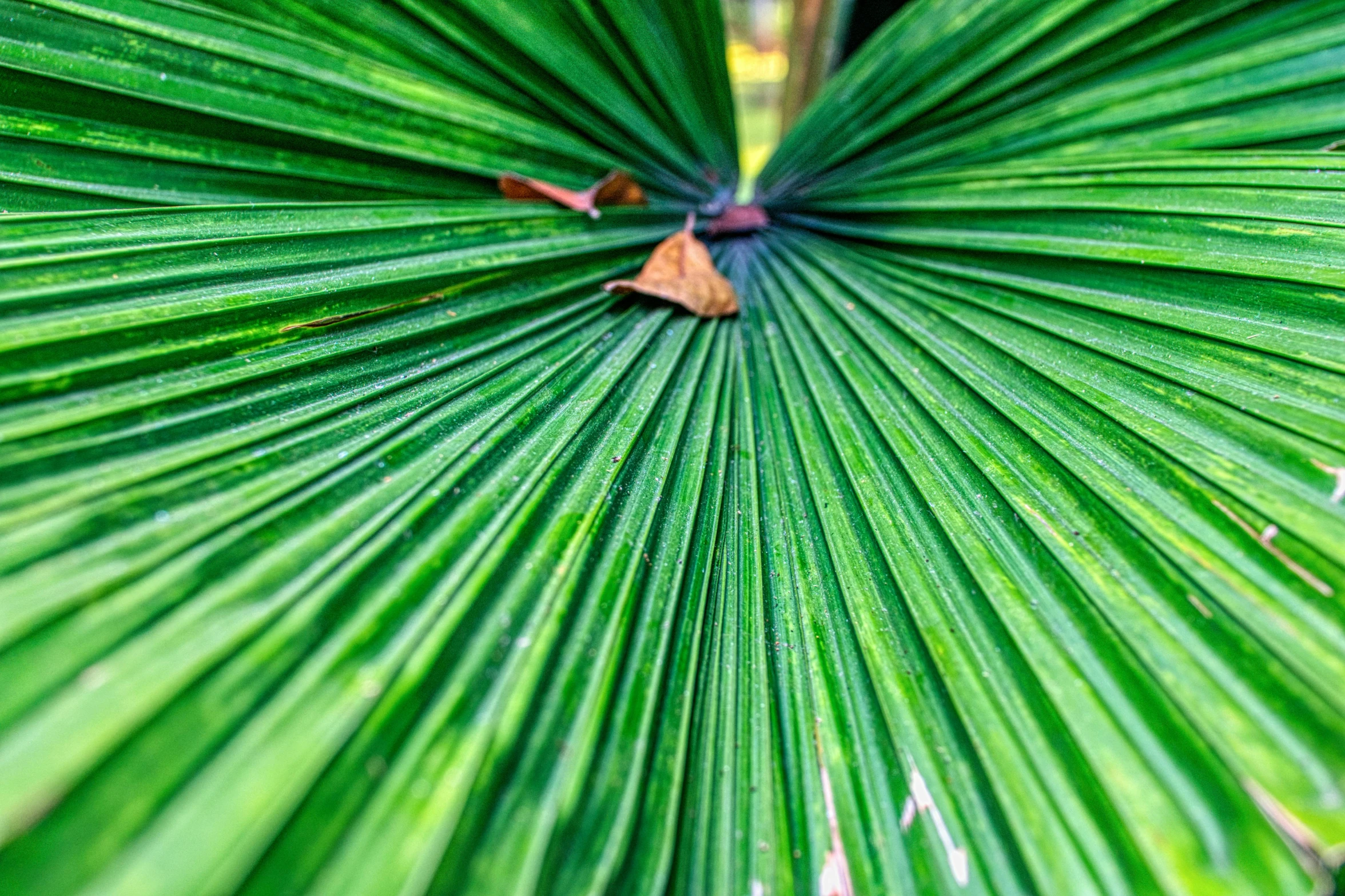 a close up of a green palm leaf, by Jan Rustem, unsplash, hurufiyya, fan favorite, shallow depth of field hdr 8 k, subtropical flowers and plants, woody foliage