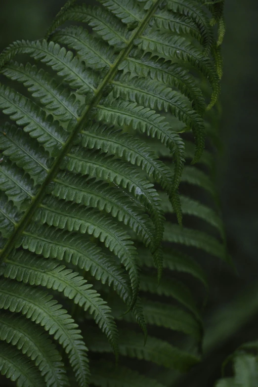 a close up of a fern leaf in a forest, an album cover, inspired by Elsa Bleda, renaissance, medium format, dark