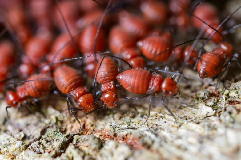 a group of red bugs sitting on top of a tree, a macro photograph, by Adam Marczyński, up close image, a wooden, avatar image, a bald