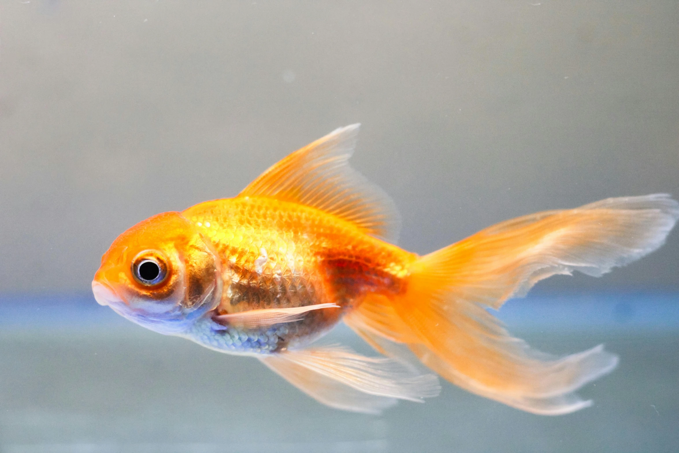 a close up of a fish in a tank, by Lynn Pauley, pexels, photorealism, orange: 0.5, gold, female floating, a small