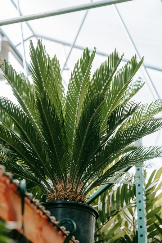 a close up of a potted plant in a greenhouse, crown of body length feathers, palmtrees, wide overhead shot, large highlights