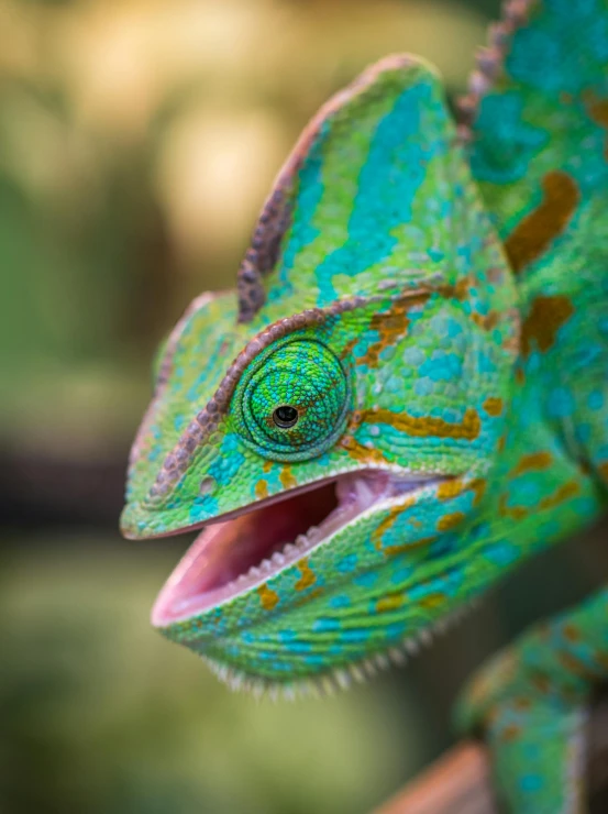 a close up of a chamelon on a branch, by Adam Marczyński, pexels contest winner, photorealism, closeup face, multicoloured, excitement, blue and green