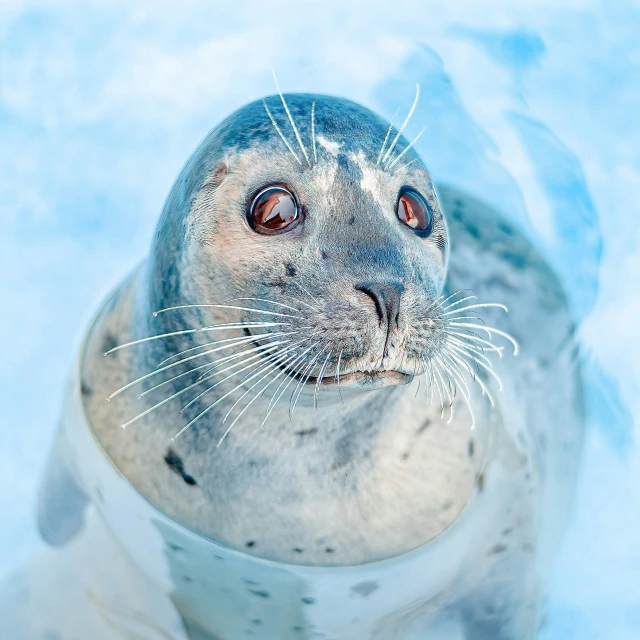 a close up of a seal in the snow, a portrait, by Julia Pishtar, pexels contest winner, plasticien, light blue piercing eyes, seafood in preserved in ice, closeup of an adorable, surprised