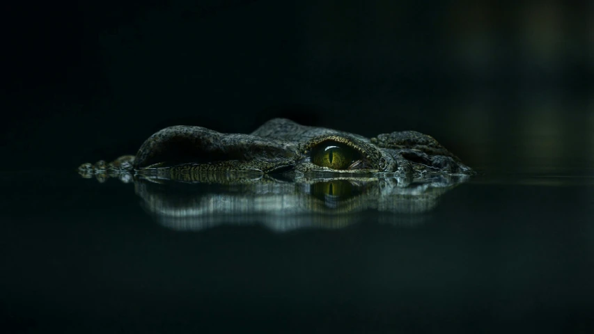 an alligator that is laying down in the water, by Adam Marczyński, pexels contest winner, photorealism, on a dark background, wet reflections in square eyes, tooth wu : : quixel megascans, minimalist