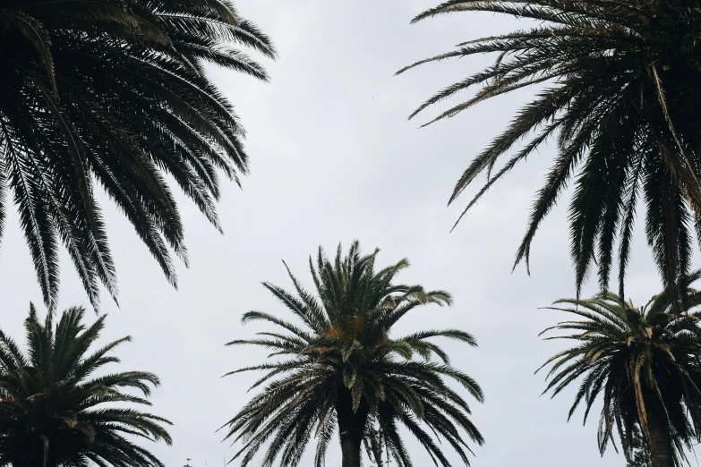 a group of palm trees on a cloudy day, an album cover, by Carey Morris, unsplash contest winner, hurufiyya, manly, 🦩🪐🐞👩🏻🦳, the sky is gray, victoria siemer