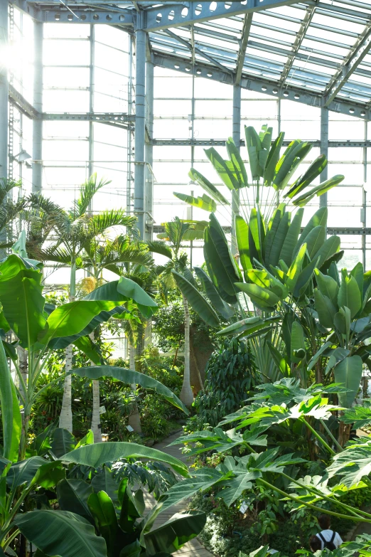 a greenhouse filled with lots of green plants, bauhaus, palm trees, large tall, various sizes, paradisiac