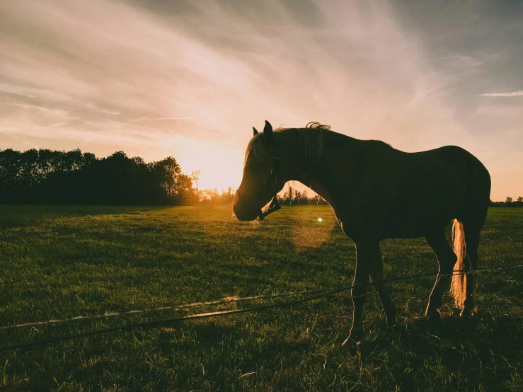 a brown horse standing on top of a lush green field, during a sunset, profile image