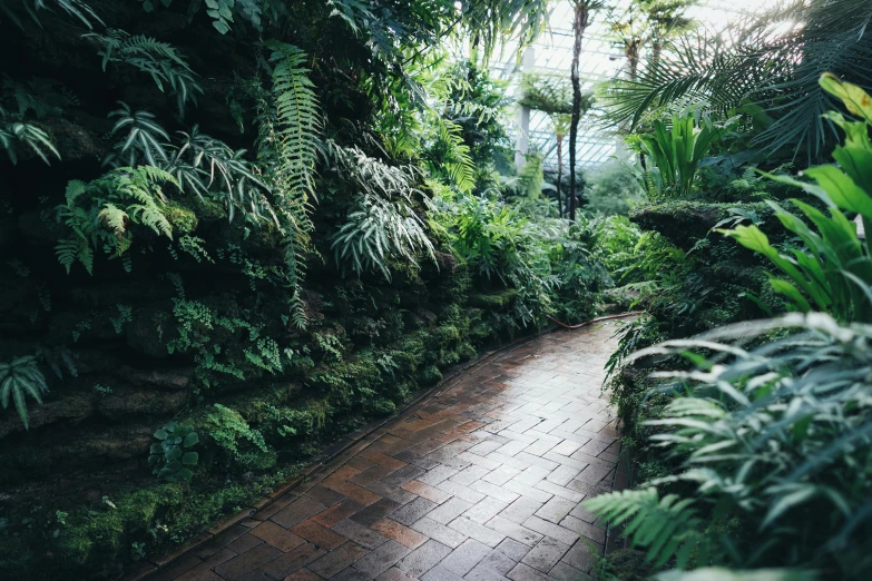 a walkway in the middle of a lush green forest, inspired by Thomas Struth, unsplash contest winner, visual art, tropical houseplants, against a winter garden, plants inside cave, overgrown with puffy orchids