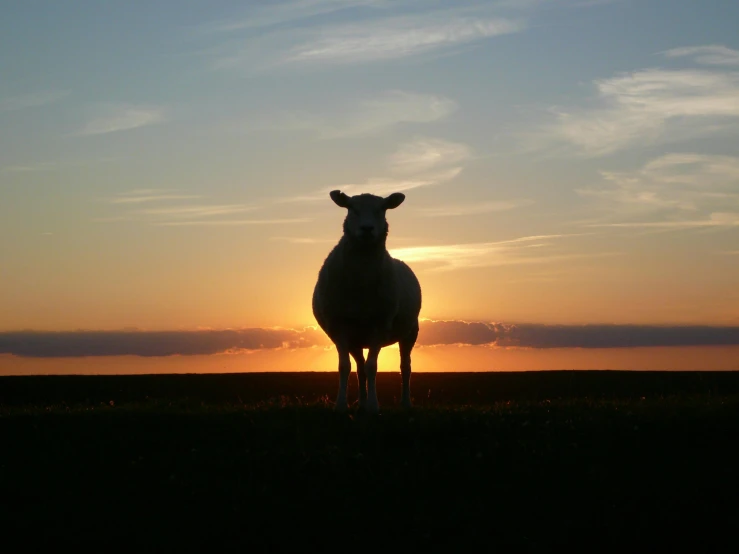 a sheep standing on top of a grass covered field, in the sunset, facing the camera