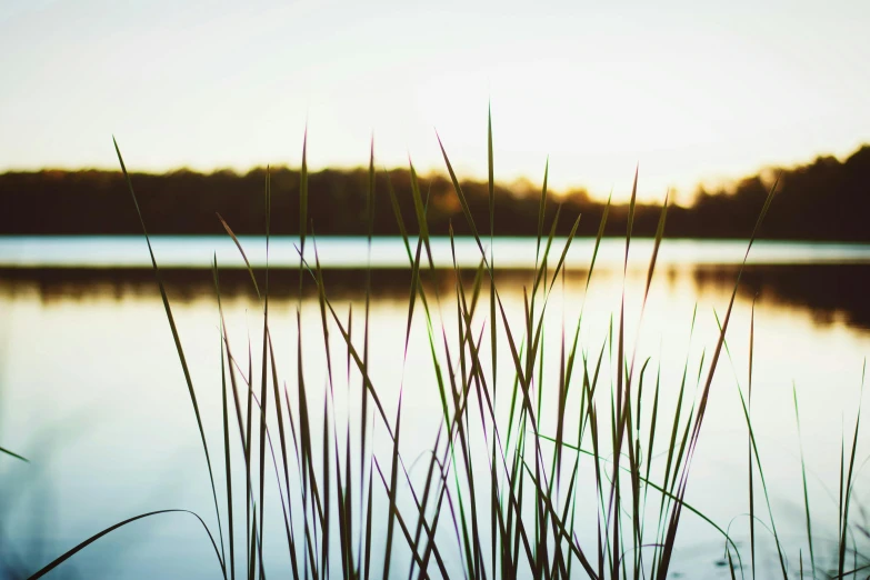 a body of water with tall grass in the foreground, by Carey Morris, unsplash, hurufiyya, lake setting, medium format. soft light, spring evening, retro stylised