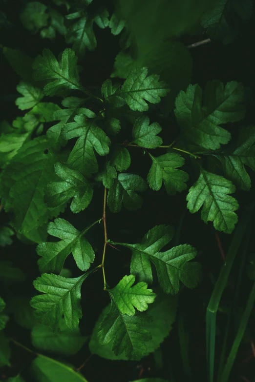 a close up of a plant with green leaves, inspired by Elsa Bleda, trending on pexels, hurufiyya, dense lush forest at night, alessio albi, oak leaves, a high angle shot