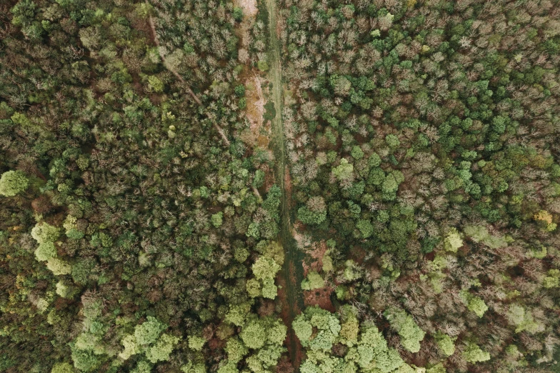 an aerial view of a road in the middle of a forest, a portrait, by Emma Andijewska, hurufiyya, 2 0 0 0's photo, caledonian forest, covered with vegetation, high quality image”