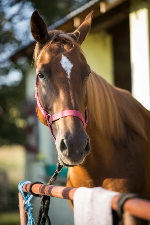 a brown horse standing on top of a lush green field, shining pink armor, close up head shot, shot with sony alpha 1 camera, photo quality