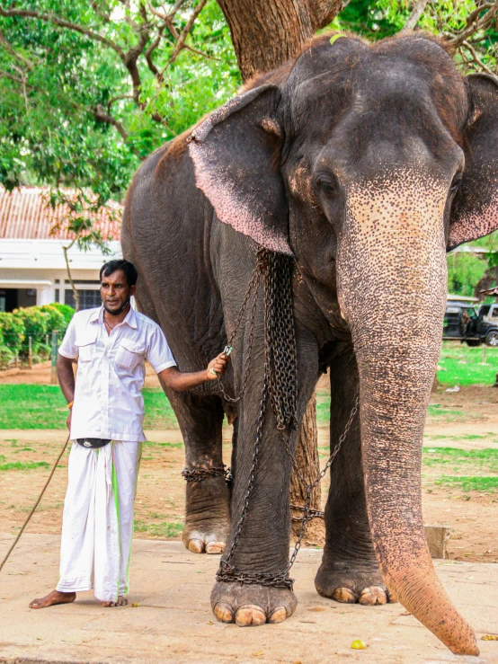 a man is standing next to an elephant, sri lanka, holding a whip, shiny crisp finish, highly upvoted