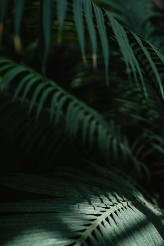 a bird sitting on top of a palm tree, in a dark forest, cinematic shot ar 9:16 -n 6 -g, large leaves, indoor picture