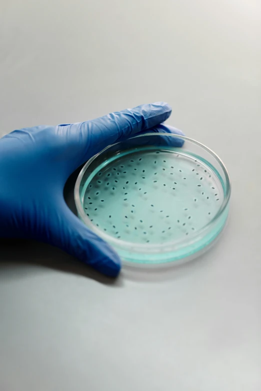 a gloved hand holding a petri dish, blue skin, detailed product image, fungi, pbr