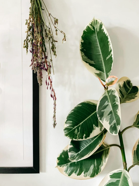 a close up of a plant in a vase on a table, hung above the door, detailed product image, holding a thick staff, trimmed with a white stripe