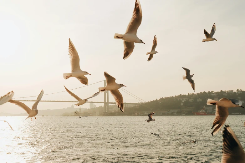 a flock of seagulls flying over a body of water, pexels contest winner, hurufiyya, istanbul, 9 9 designs, super high resolution, sunny morning light