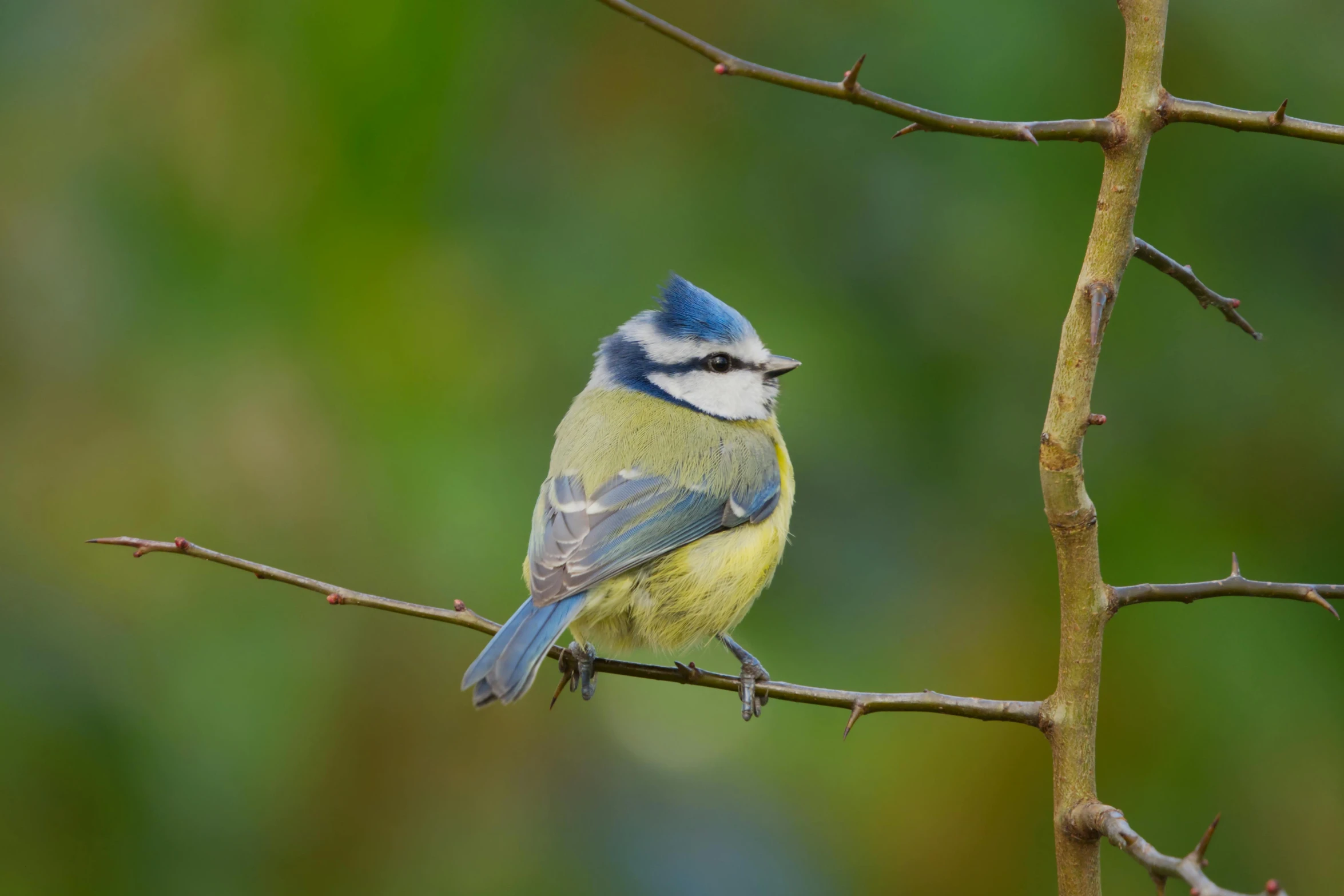 a small blue bird sitting on top of a tree branch, green and blue colour palette, biodiversity all round, grey, slide show