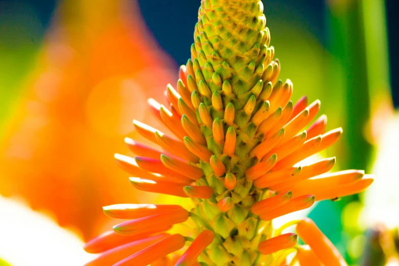 a close up of a flower with a blurry background, spiky orange hair, bromeliads, brightly-lit, spines and towers