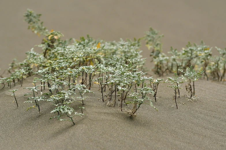 small plants growing out of the sand in the desert, by Attila Meszlenyi, environmental art, 1:87, overgrown ivy plants, mini model, sea foam