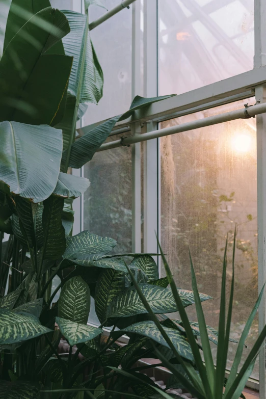 a room filled with lots of plants next to a window, unsplash contest winner, light and space, humid evening, morning light showing injuries, sunlight filtering through skin, greenhouse