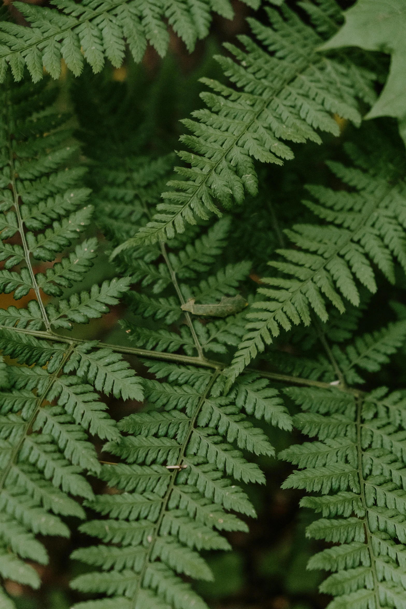 a close up of a plant with green leaves, ferns, looking down on the camera, sustainable materials, tall