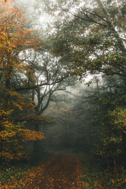 a path in the middle of a forest on a foggy day, by Sebastian Spreng, unsplash contest winner, autumn colour oak trees, 2 5 6 x 2 5 6 pixels, forest with trees with faces, muted colours 8 k