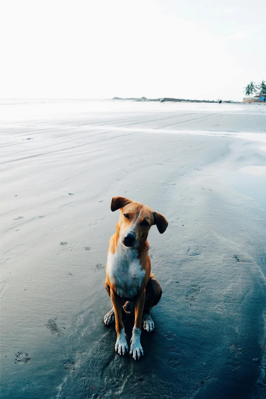 a brown and white dog sitting on top of a sandy beach, by Jessie Algie, unsplash, minimalism, myanmar, black sand, looking defiantly at the camera, late afternoon