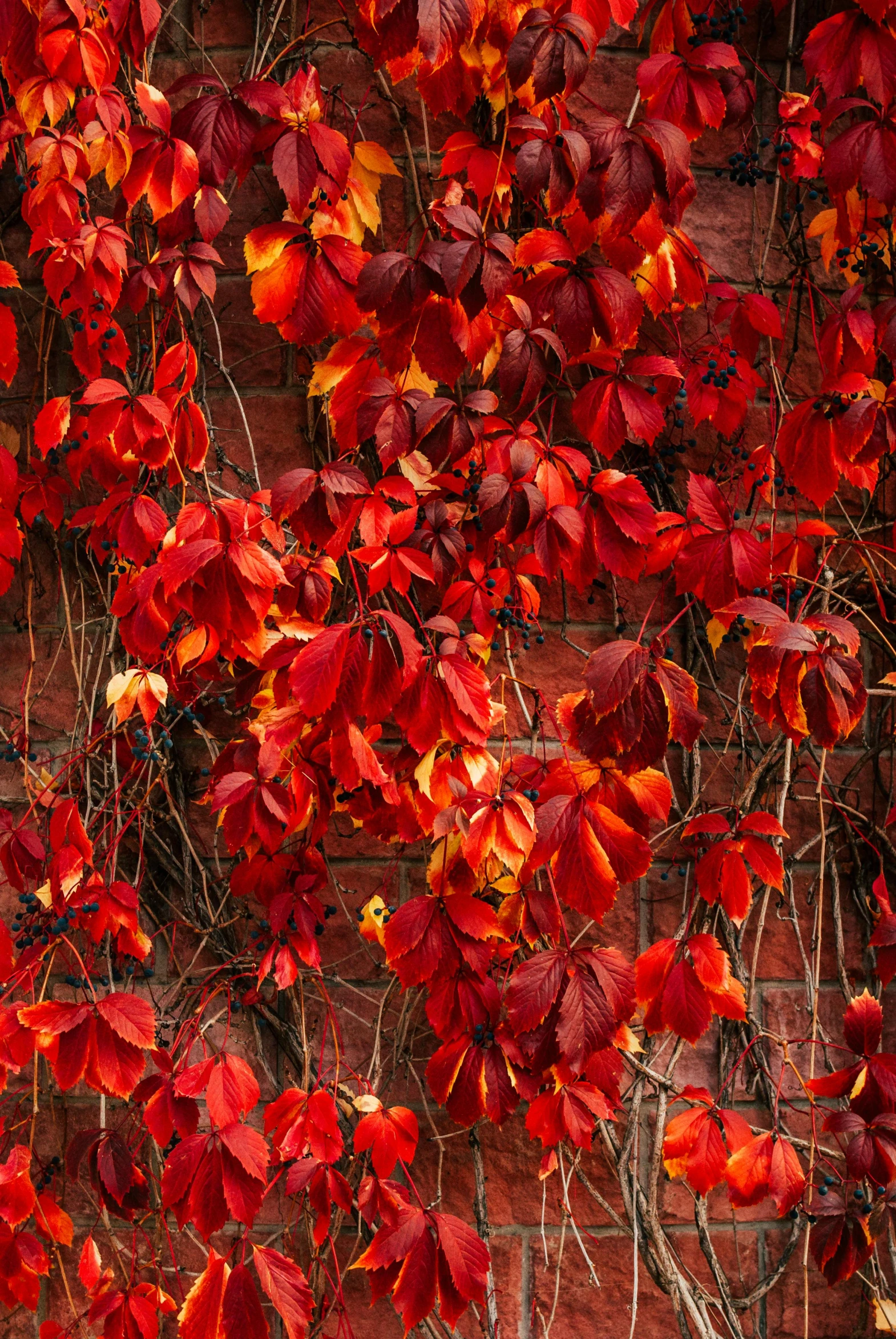 a fire hydrant in front of a brick wall covered in red leaves, inspired by Elsa Bleda, trending on pexels, baroque, made of vines, full frame image, red wires wrap around, autumn light