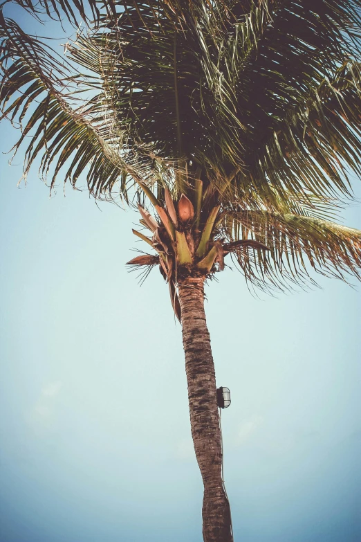 a palm tree with a blue sky in the background, an album cover, inspired by Elsa Bleda, trending on unsplash, grainy quality, puerto rico, portrait of tall, medium format