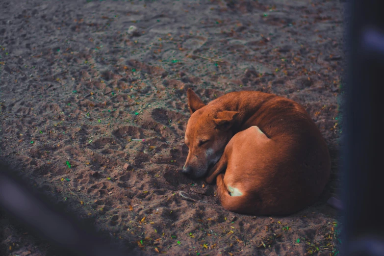 a dog that is laying down in the dirt, by Elsa Bleda, pexels contest winner, sumatraism, red sand, sweet dreams, hairless, listing image