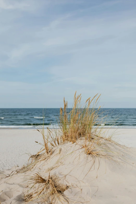 a red fire hydrant sitting on top of a sandy beach, unsplash, minimalism, tall grass, alabama, distant ocean, ignant