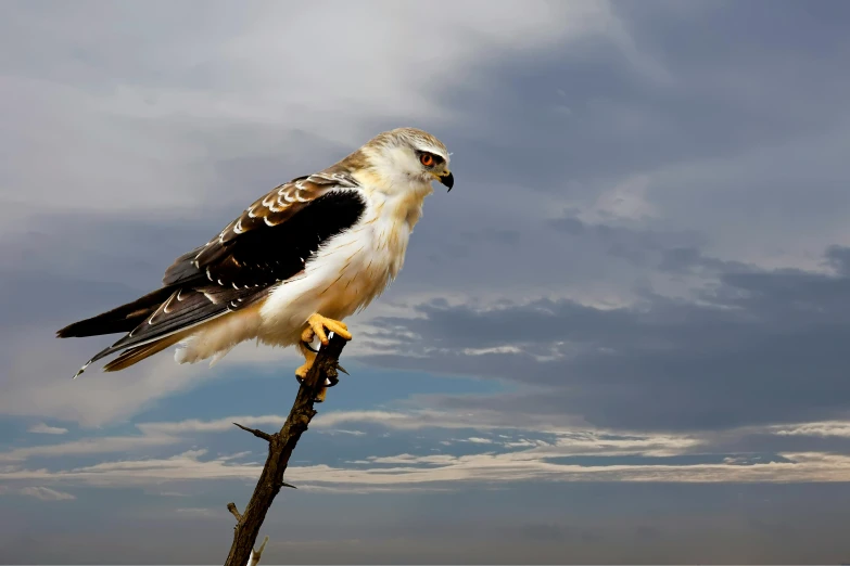 a bird sitting on top of a tree branch, a portrait, trending on pexels, hurufiyya, with dramatic sky, raptor, pallid skin, avatar image