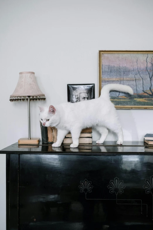 a white cat standing on top of a black dresser, ignant, sydney hanson, on a table, stately