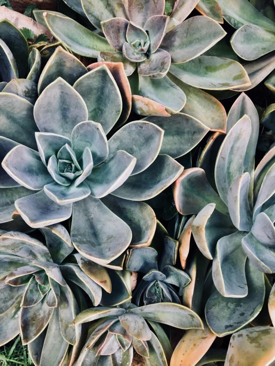 a close up of a group of succulents, trending on unsplash, photorealism, ((greenish blue tones)), taken on iphone 14 pro, light grey, kaleidoscopic