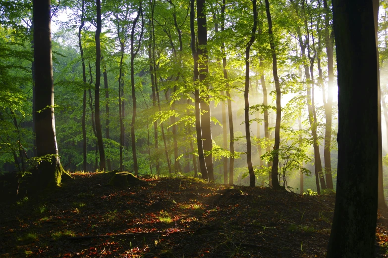 the sun shines through the trees in the woods, pexels contest winner, lush pastoral woodland scene, ((forest)), morning lighting, multiple stories