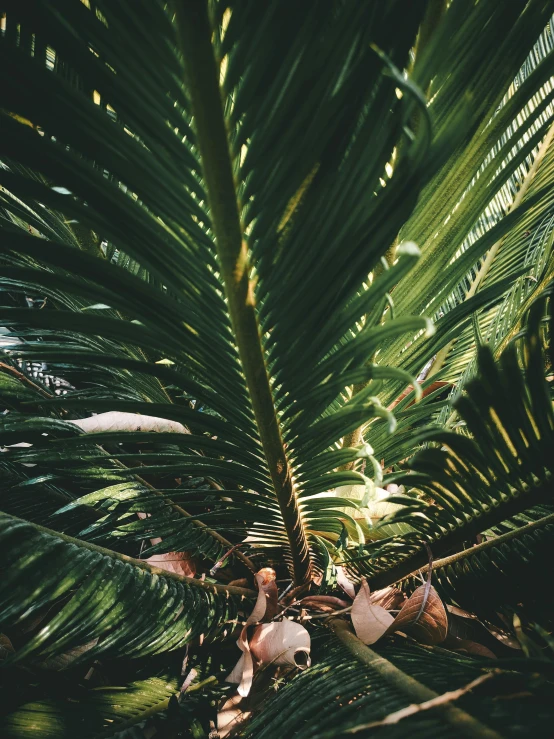 a group of flamingos sitting on top of a palm tree, a picture, inspired by Elsa Bleda, trending on unsplash, in a garden full of ferns, photo taken on fujifilm superia, as seen from the canopy, plants inside cave