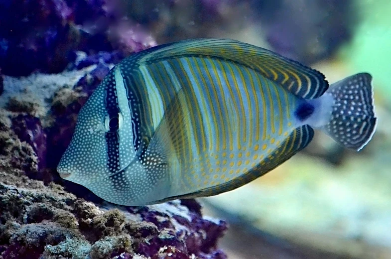 a close up of a fish on a rock, corals, profile pic, ad image, nautilus