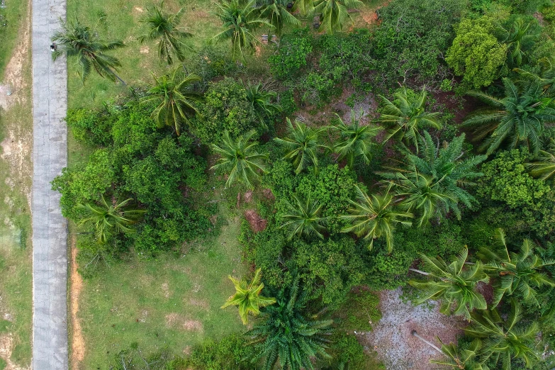 an aerial view of a road surrounded by palm trees, by Daniel Lieske, unsplash, hurufiyya, overgrown with vegetation, video still, coconuts, helicopter view