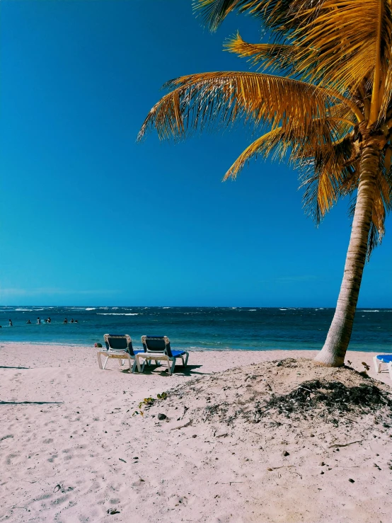 a palm tree sitting on top of a sandy beach, sitting down