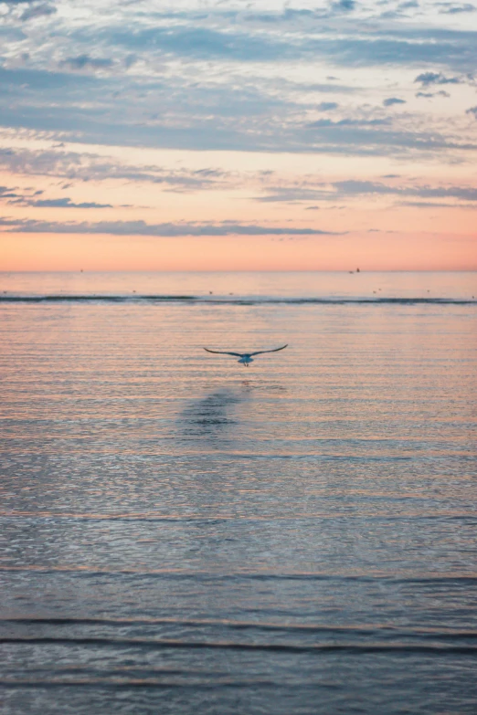 a bird flying over a body of water, pexels contest winner, minimalism, sunset beach, craigville, late summer evening, today\'s featured photograph 4k