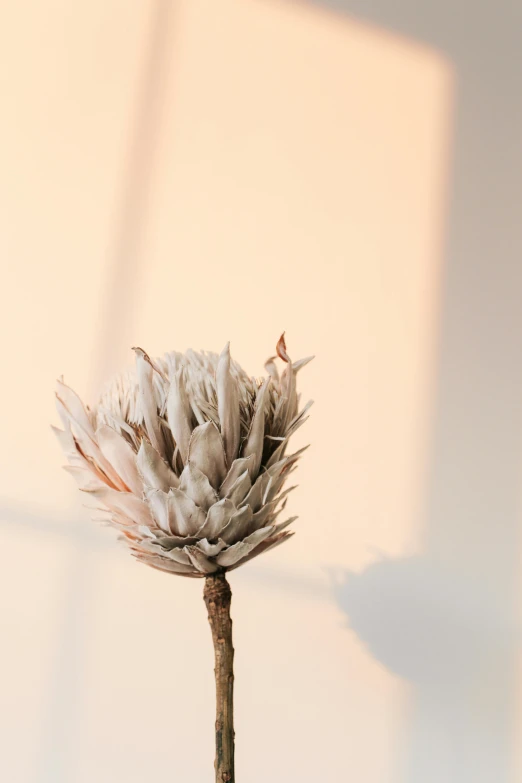 a close up of a flower in a vase on a table, an abstract sculpture, inspired by Elsa Bleda, romanticism, thistle, gradient brown to white, soft light - n 9, made of dried flowers
