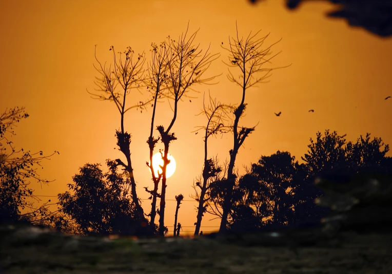 a giraffe standing on top of a lush green field, by Sudip Roy, pexels contest winner, romanticism, sunset on the beach, dead trees, forest fire, devastation