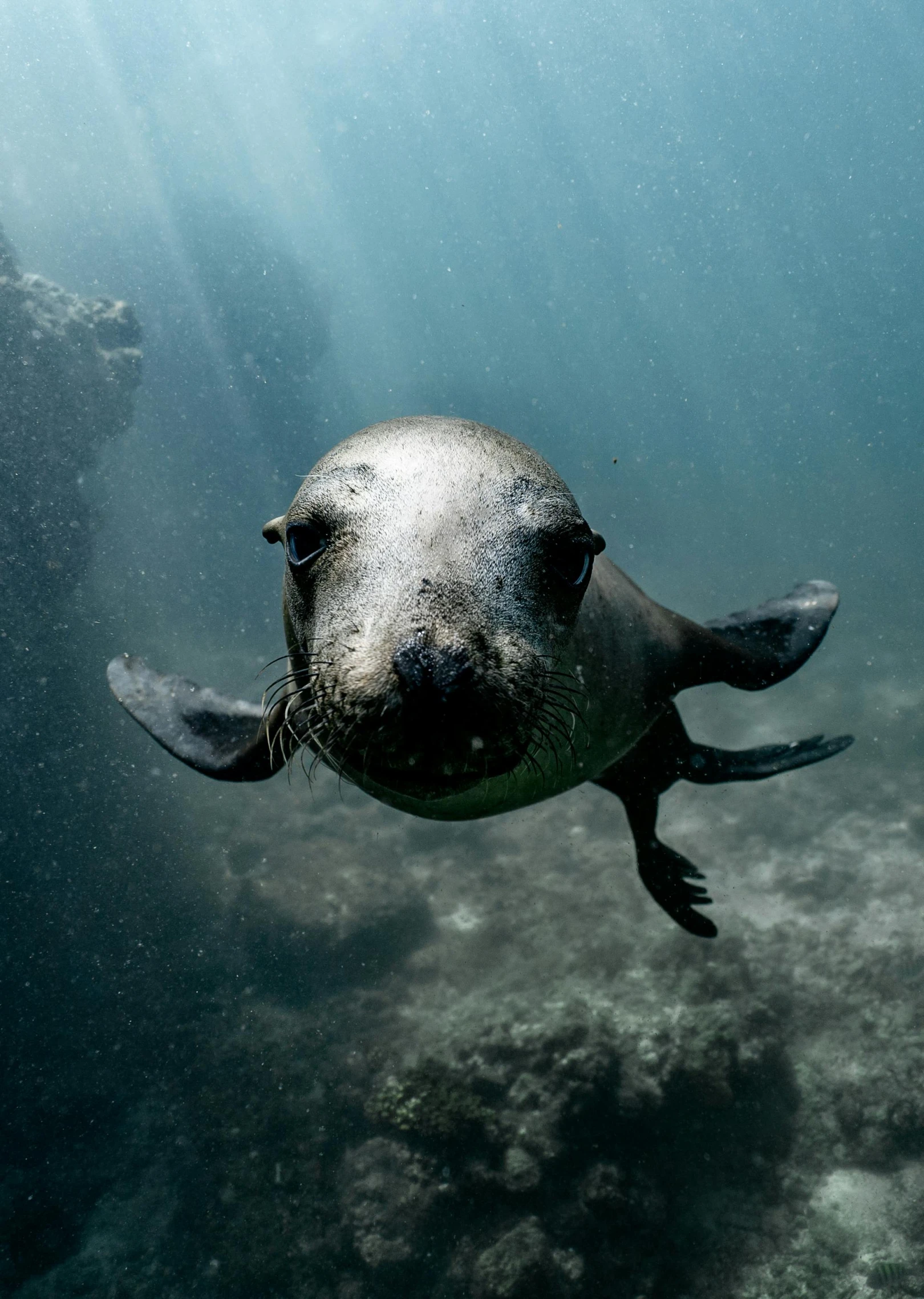 a close up of a seal swimming in the ocean, a portrait, unsplash contest winner, scuba diving, 8k resolution”, 4 k ”, ultrawide lens”