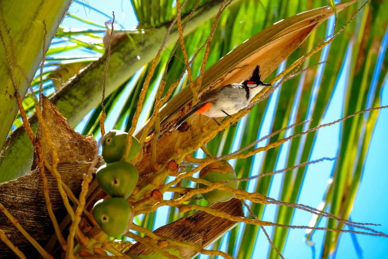 a bird perched on top of a coconut tree, by David Garner, pexels contest winner, visual art, sugar glider, with fruit trees, avatar image, viewed from the ground