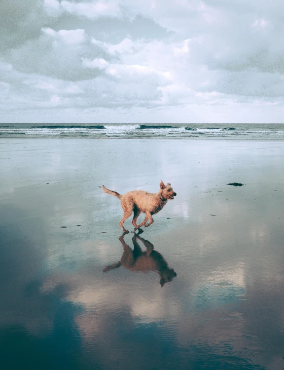 a dog running on the beach on a cloudy day, pexels contest winner, surrealism, iridescent reflections, bali, instagram story, a blond