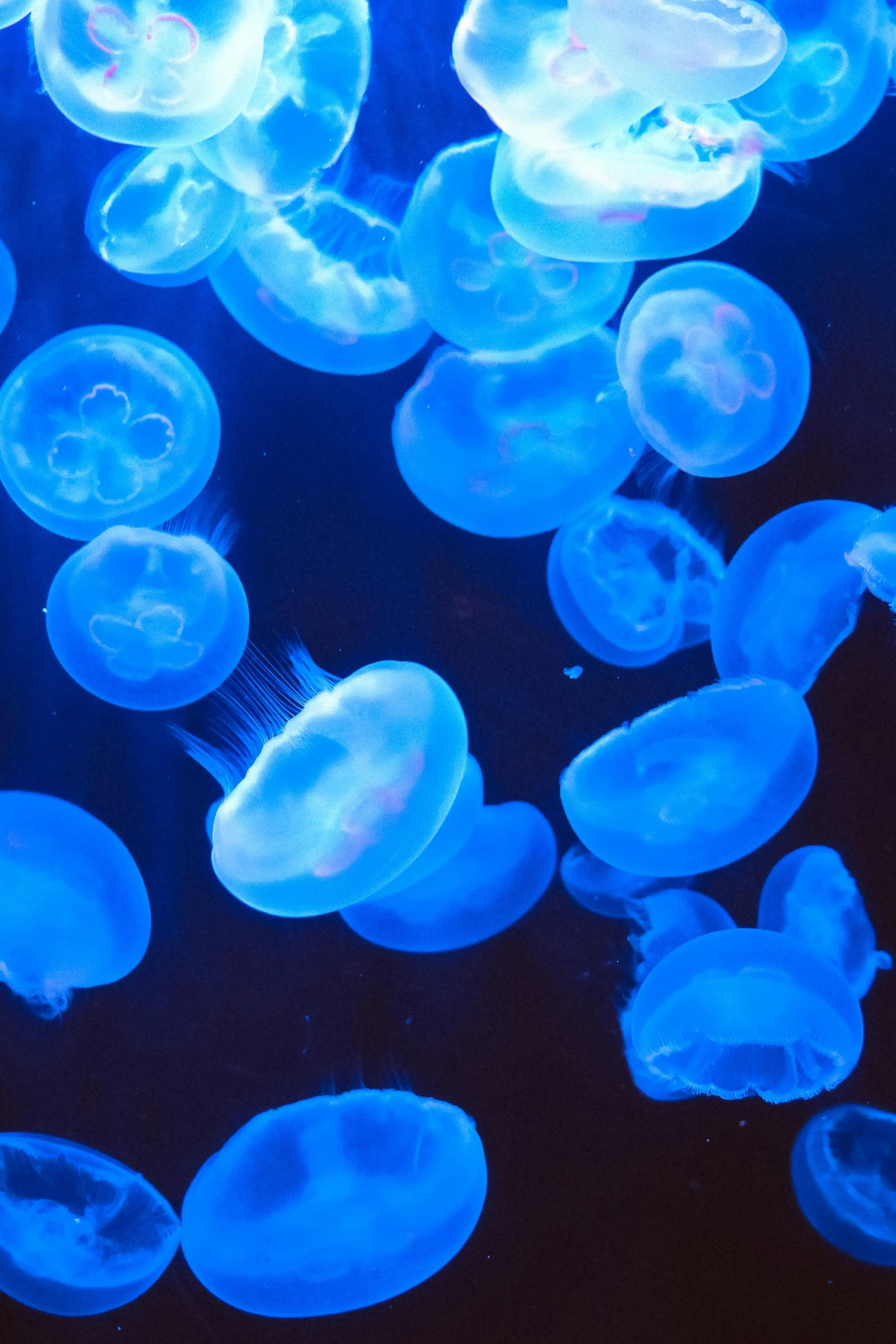 a group of jellyfish swimming under a blue light, up-close, neons, bubbling liquids, softly - lit