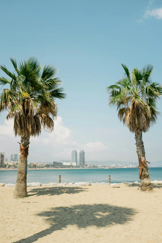 a couple of palm trees sitting on top of a sandy beach, city views, south korea, barcelo tomas, fujifilm”